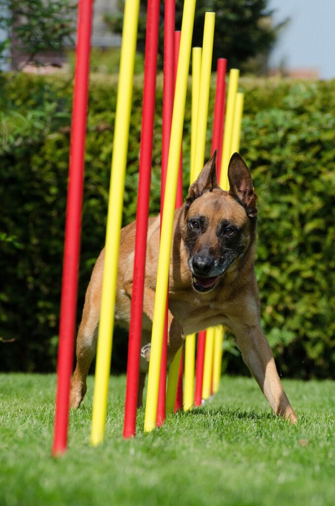agility, slalom, malinois, dog sport, fun, sports, animal, pet, dog