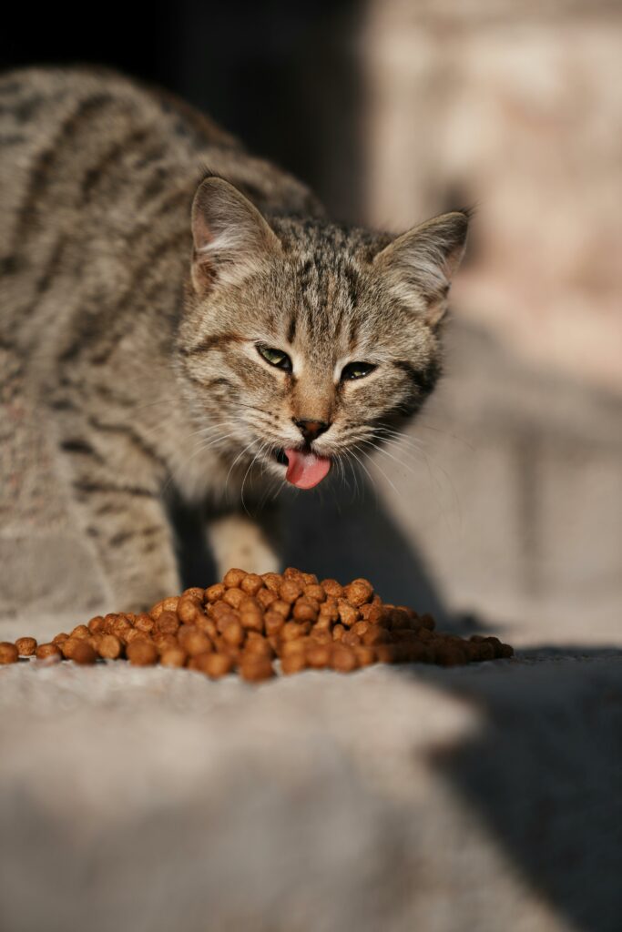 Cute tabby cat enjoys a meal of dry kibble in sunny outdoor setting.